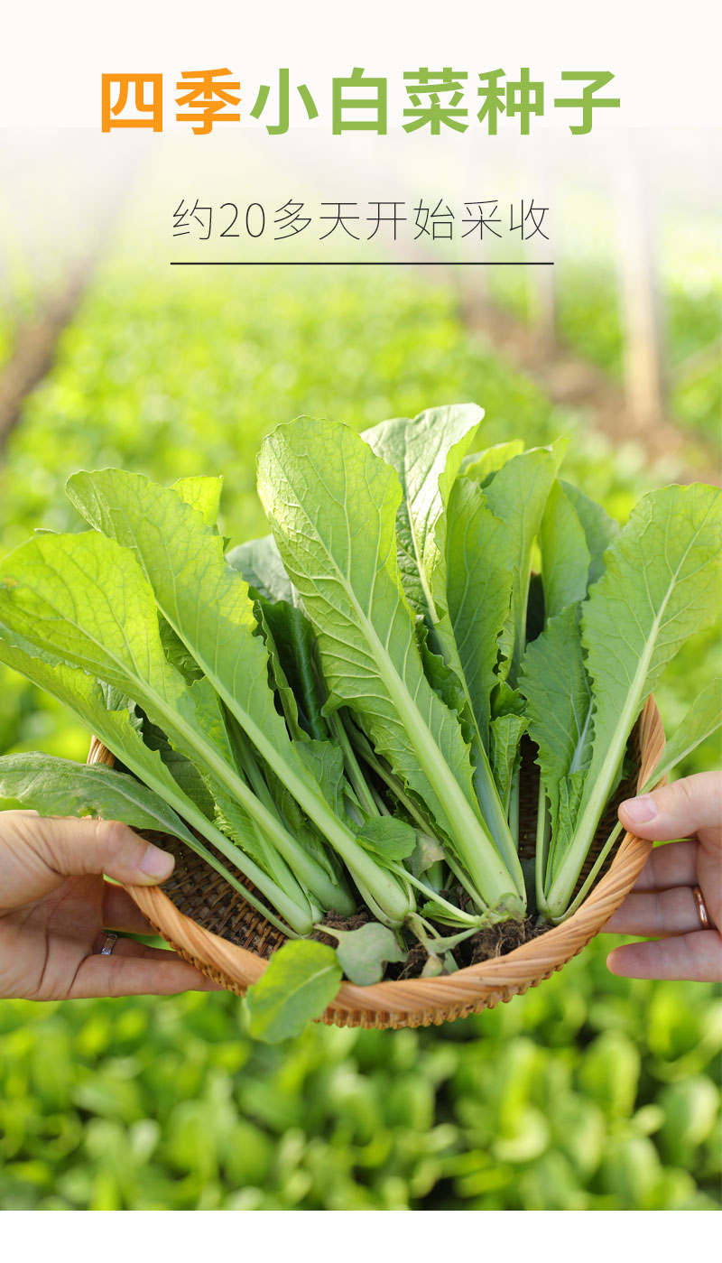 小白菜种籽种子鸡毛菜青菜上海青阳台四季南方盆栽菜籽蔬菜孑籽种