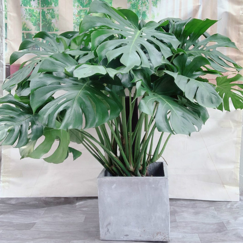 龟背竹大型盆栽绿植室内客厅净化空气大叶植物多孔四季常青虎雀huque