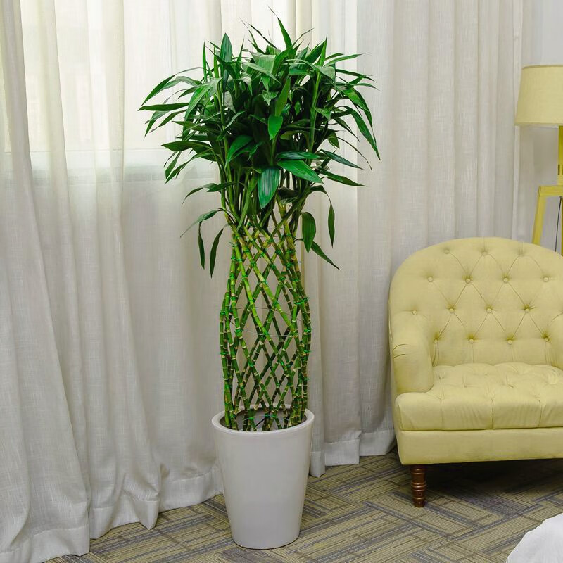 千惠美富贵竹笼盆栽开运竹大型绿植办公室客厅室内花卉盆景 白色螺纹