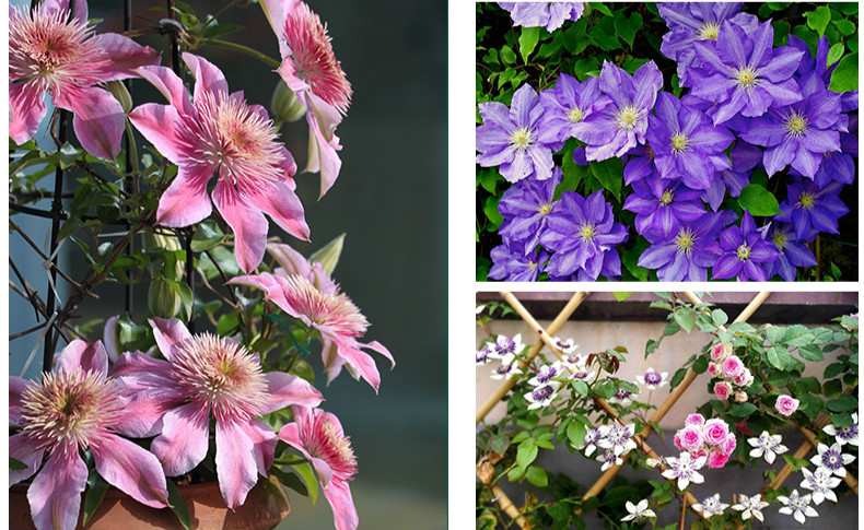 藤本皇后铁线莲耐寒爬藤植物新幻紫花苗大花重瓣阳台庭院盆栽花卉z3