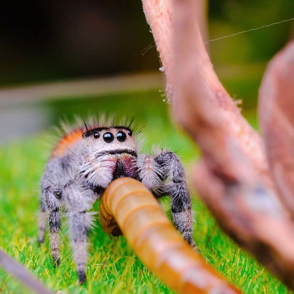 旺园兴跳蛛 橙佛跳蛛 佛罗里达橙佛跳蛛 可上手蜘蛛微距摄影 卢卡斯