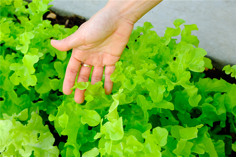 绿橡叶生菜 500g 绿象叶生菜新鲜蔬菜沙拉西餐食材健身轻食生吃色拉