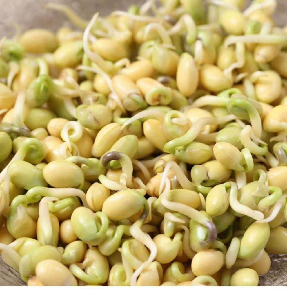 发芽专用黄豆【中粒芽豆】 1斤【图片 价格 品牌 报价】-京东