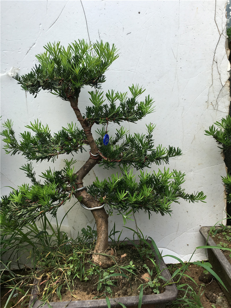 罗汉松盆景榆树老桩罗汉松造型树苗庭院别墅迎客松 大树桩盆栽 罗汉松