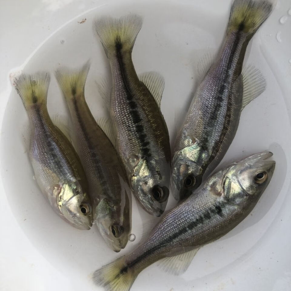 攀鲈鱼过山鲫梅花龟壳家养鱼淡水鱼观赏鱼耐活中型加州鲈鱼苗养殖 15