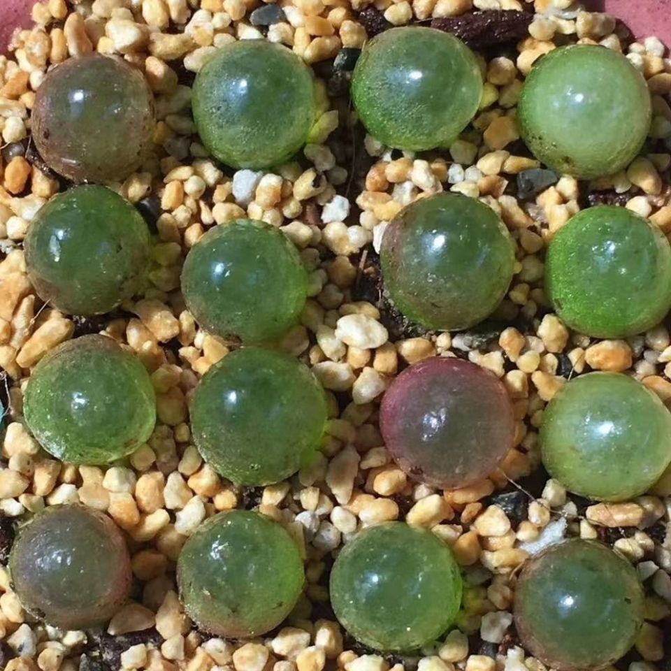 红绿灯泡精品个性创意肉锥多肉植物【3月27日发完】-采缇 红灯泡3年1