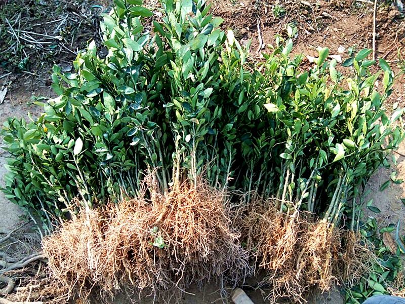 浙江金豆小苗金豆盆景苗常青桌面观果苗品种苗金豆小品盆景 金豆8年杯