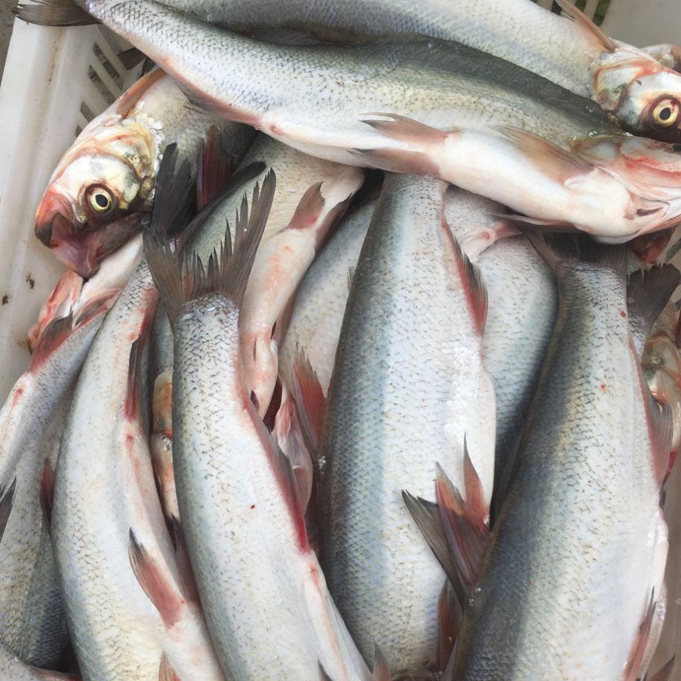 太湖三白翘嘴鱼 多规格【翘嘴鱼】微山湖翘嘴大白刁