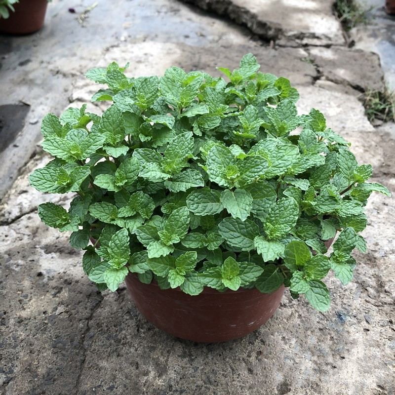留兰香薄荷柠檬薄荷香槟巧克力薄荷盆栽食用香草可入菜皱叶香薄荷小盆
