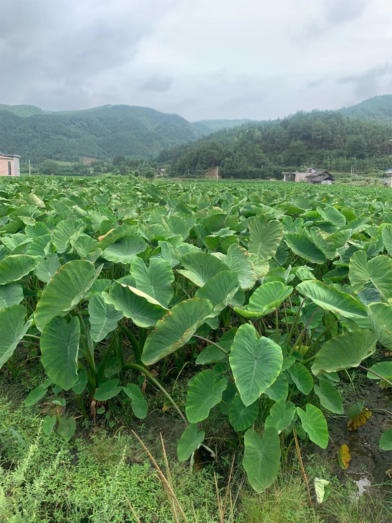 正宗广西荔浦芋头种子苗芋苗种植苗槟榔紫藤香芋新鲜蔬菜种苗育苗5斤