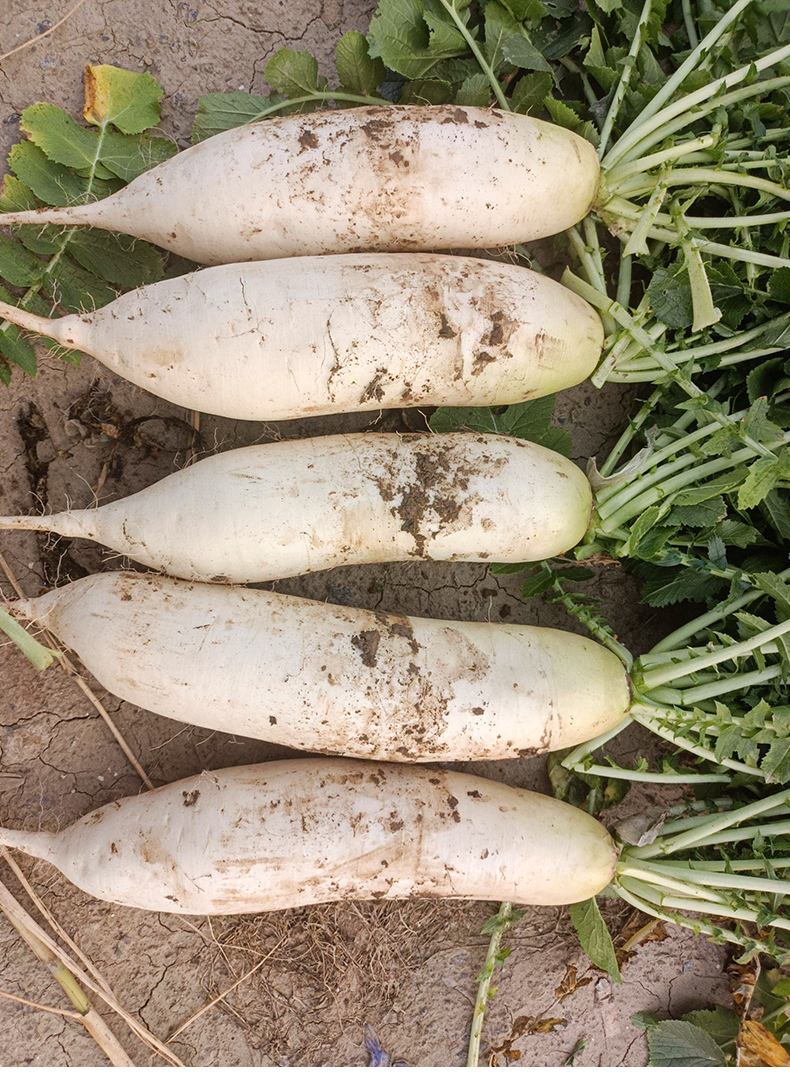 九斤王特大白萝卜种子秋季四季蔬菜孑籽种水果秋冬季水萝卜子大全九斤