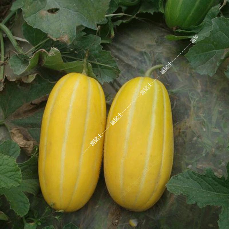 金甜黄皮甜瓜 超脆甜白条纹黄金蜜罐香瓜 5斤【图片 价格 品牌 报价】