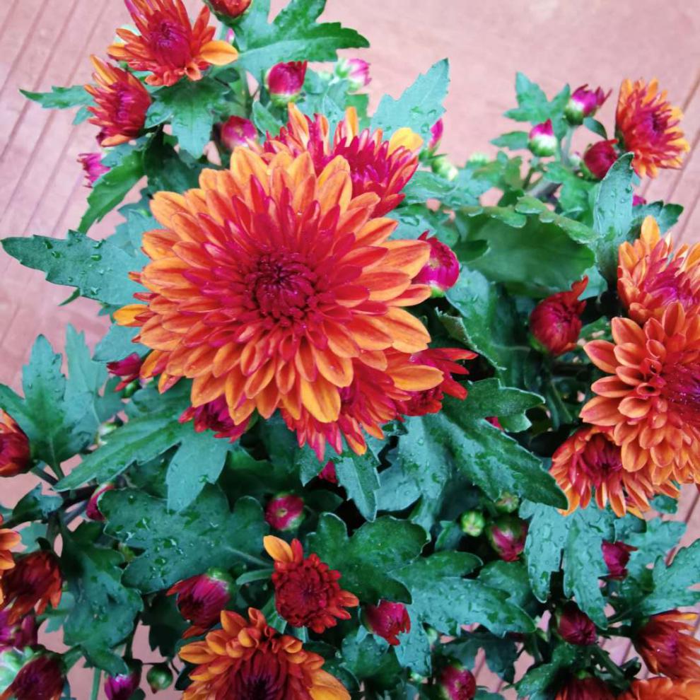 千特彩虹菊草莓心荷兰菊花盆栽带花荷兰大菊花苗成品千头菊多头菊花
