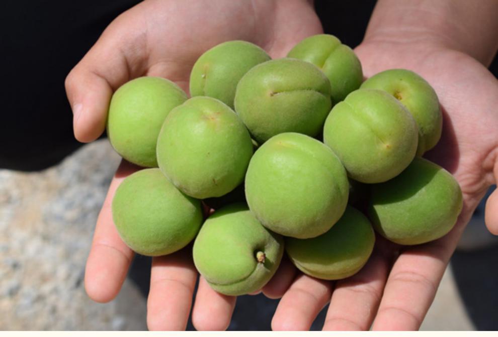 新鲜青杏子当季绿杏酸杏孕妇水果应季青杏整箱3斤甄选大青杏酸脆多汁