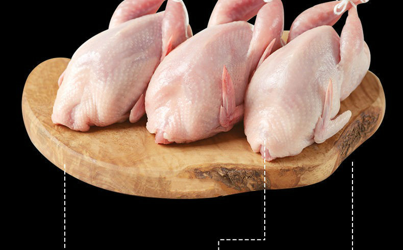 【生鲜】絮香现杀【特大老母鹌鹑肉放血去内脏】新鲜白条冷冻烧烤油炸