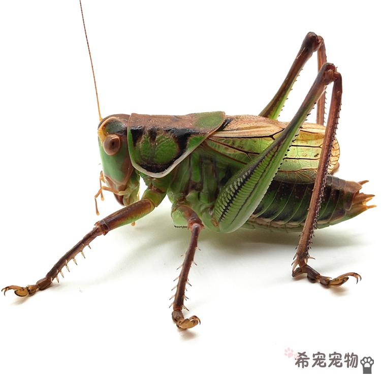 蝈蝈活新脱鸣虫冬蝈蝈超大活体大肚子生叫蝈蝈铁蝈蝈绿蝈蝈笼子 精选