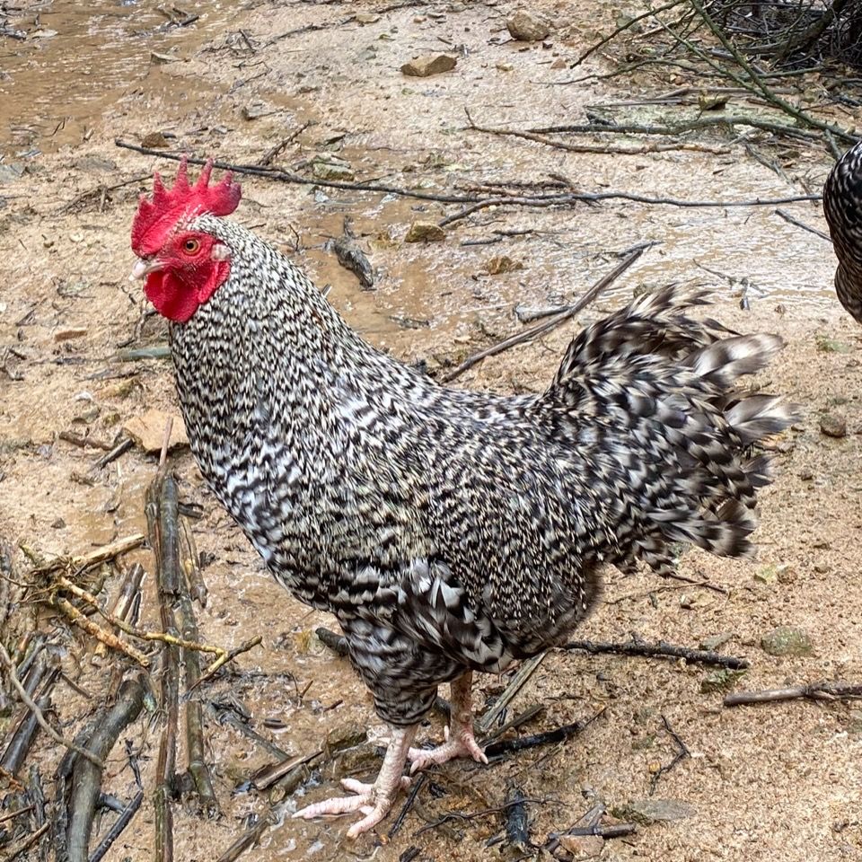 汶上芦花鸡苗活体下蛋芦花鸡母鸡公鸡五黑苗鸡贵妃鸡麻羽鸡土鸡母鸡