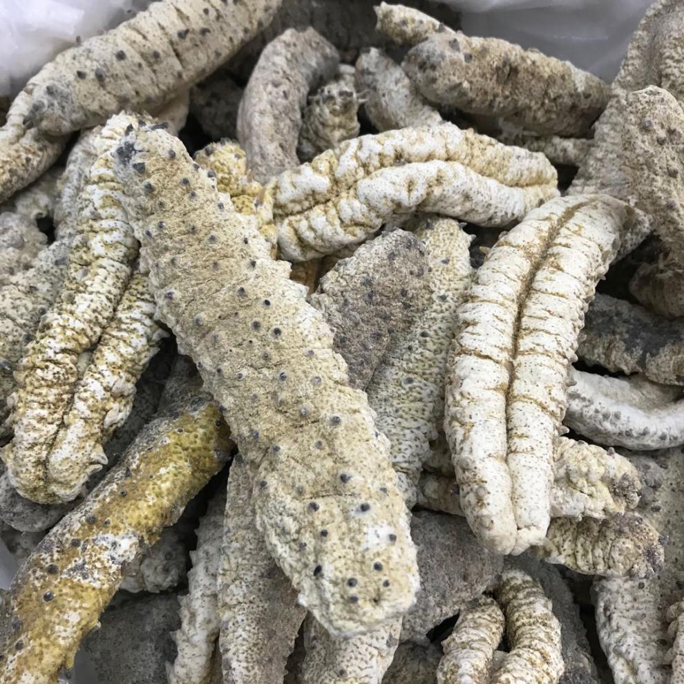 9折 摩洛哥海参 500g装 白刺参摩洛哥参干货 淡干进口白刺参 刺秃参