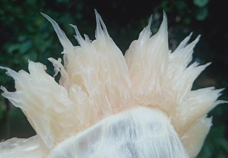 广西正宗阳朔沙田柚自家老树柚子纯甜20斤桂林本地土特产35年老树单果