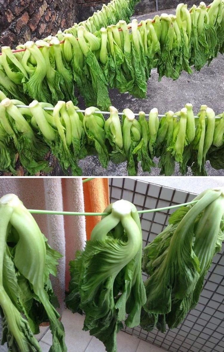 迟青菜籽四川宽帮青菜种子大宽叶宽帮芥菜高产耐寒四季播蔬菜种子