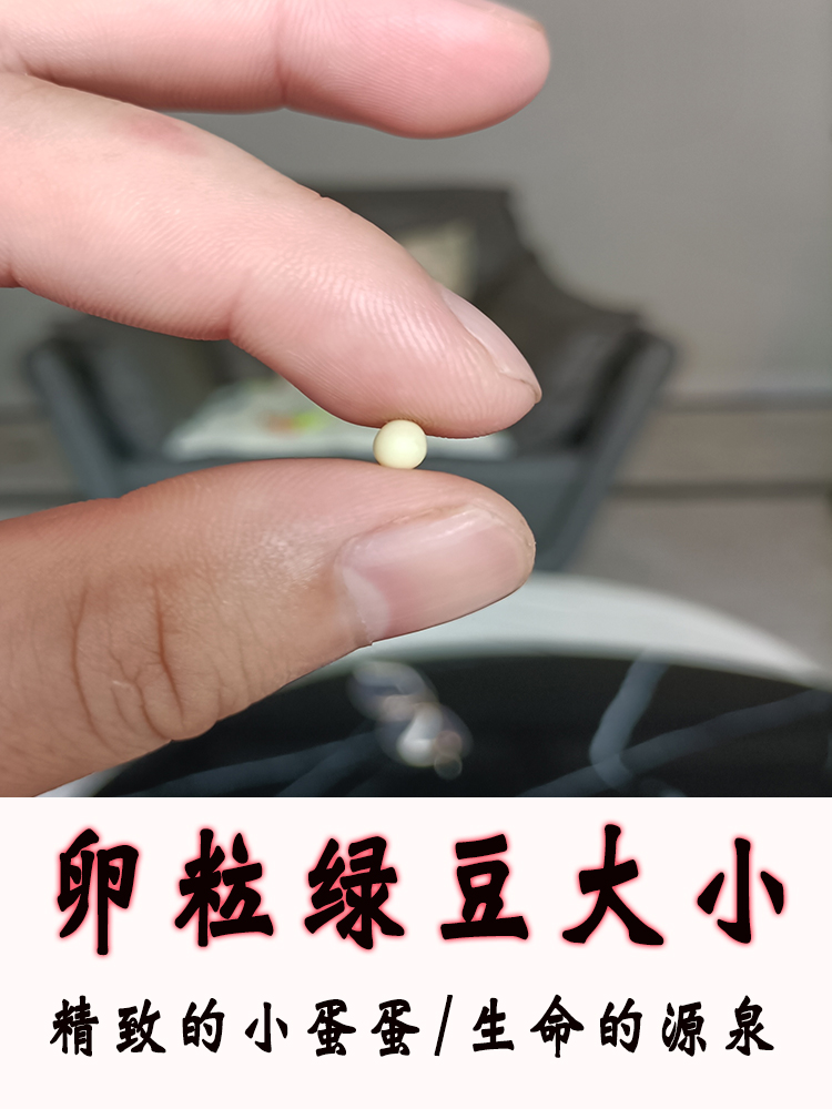 梦动下蛋白玉蜗牛产蛋巨型宠物蜗牛卵孵化大小蜗牛套装学生实验科教养