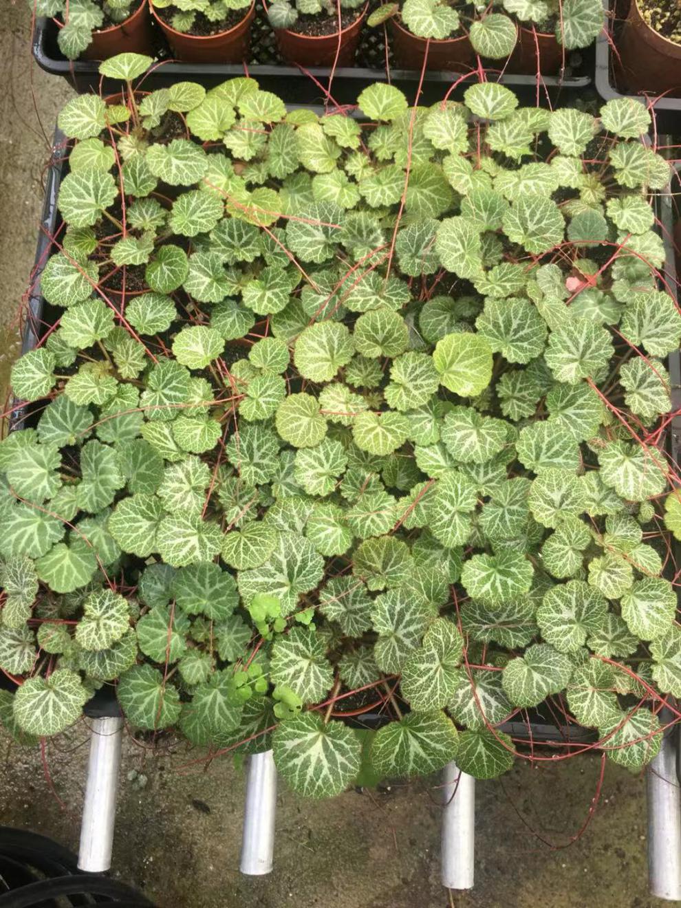 及观赏虎耳草苗 金丝荷叶苗金线吊芙蓉姬虎耳草 植物石荷叶花 10颗