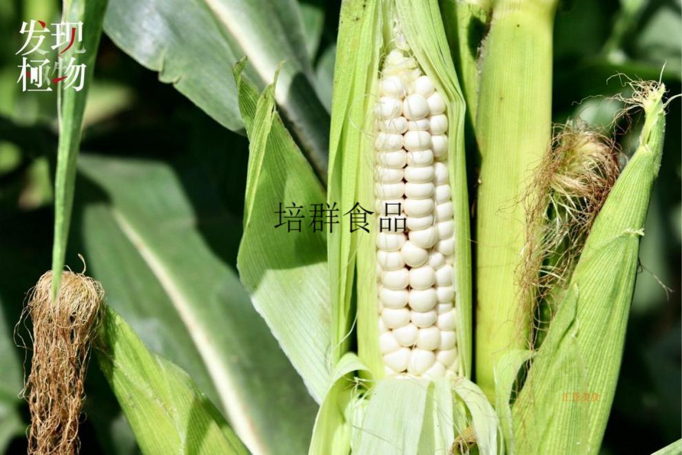 玉米发现极物傣家拇指小玉米礼盒克云南西双版纳迷你白糯袖珍玉米800g