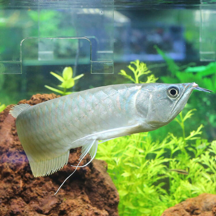 热带观赏鱼淡水小大型鱼龙鱼风水鱼银龙鱼活体鱼银龙鱼苗活鱼 银龙13