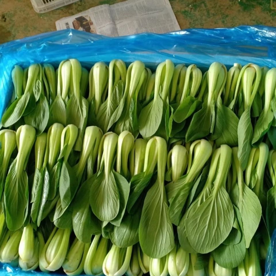 新鲜小油菜上海青小青菜青菜应季蔬菜小油菜现摘现发农家自种3斤实惠
