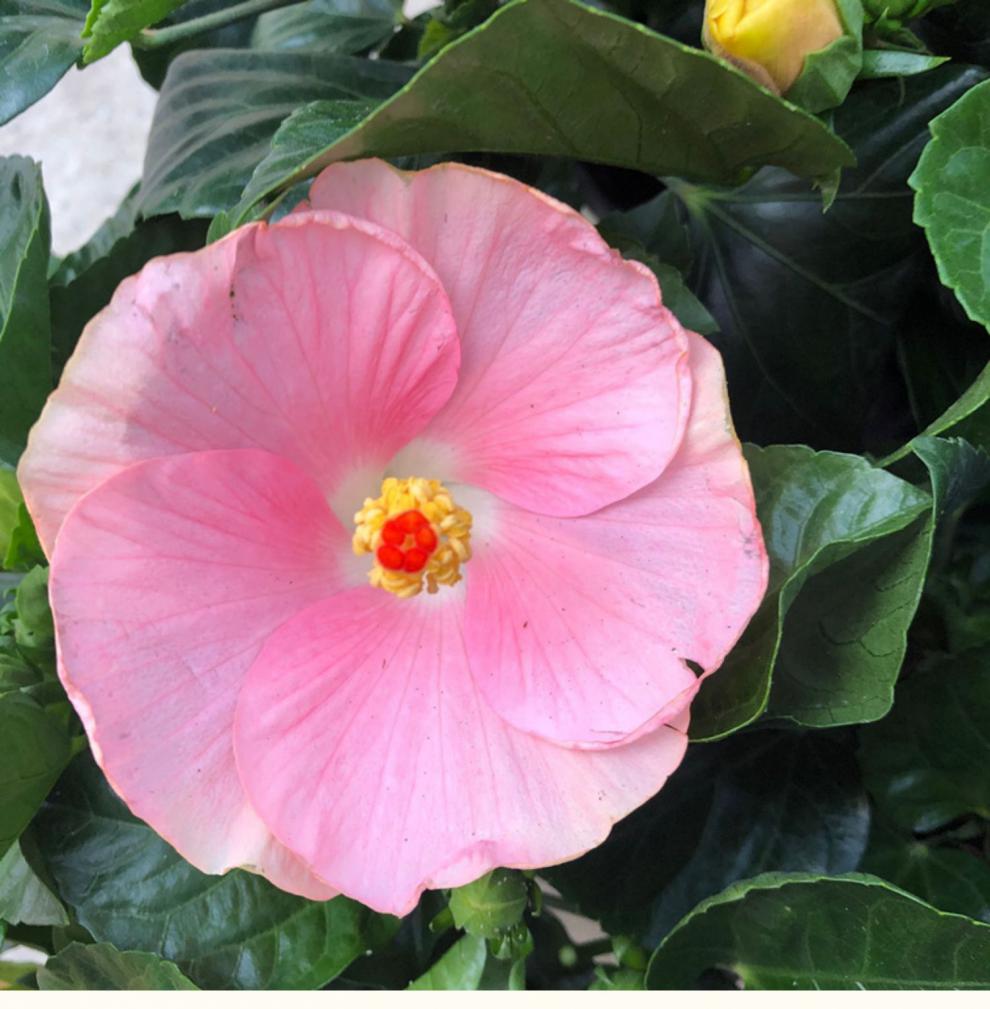 大花重瓣扶桑花盆栽带花苞木槿花苗室外阳台耐热四季花卉观花植物