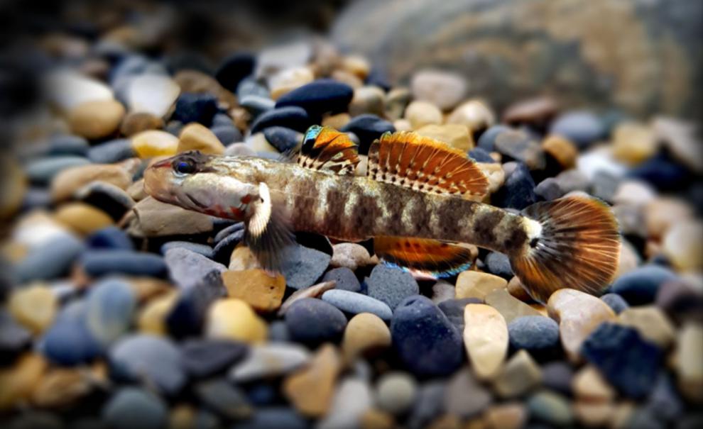 荣郁原生鱼溪吻虾虎鱼冷水鱼淡水虾白面虾虎鱼缸造景