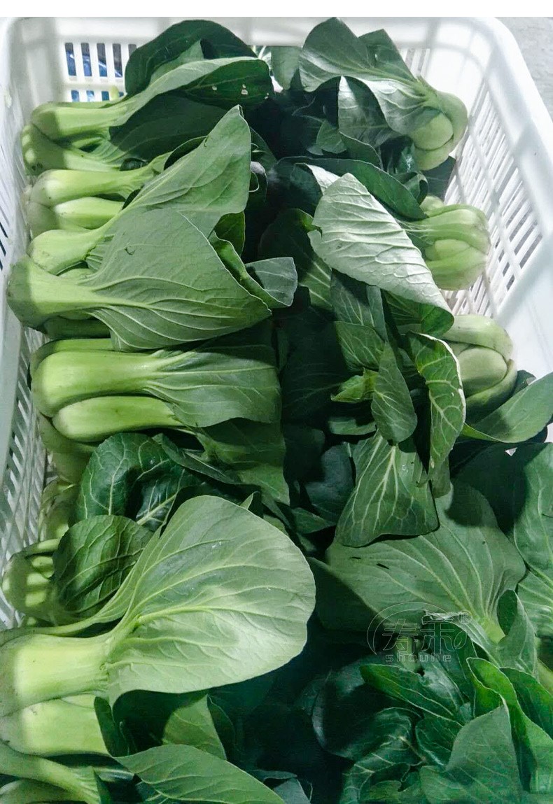 精品苏州青油菜种子种籽大棵上海青小青菜四季籽种冬季蔬菜孑菜籽上海