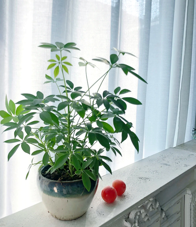 鸭脚木水培植物八方来财七叶莲室内盆栽鸭掌木水养绿植四季好养活鸭脚