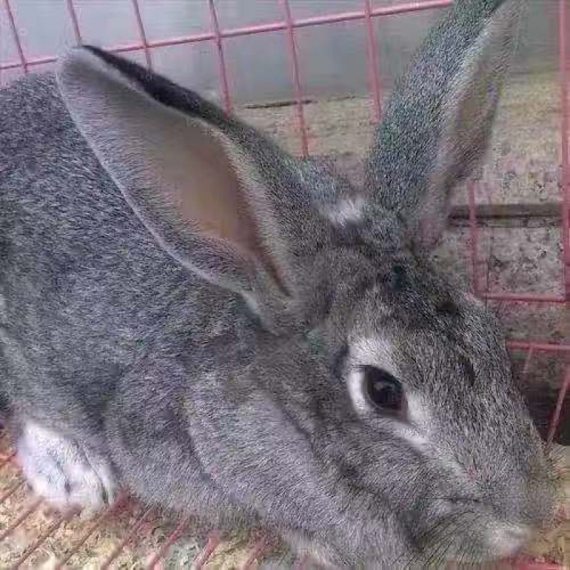 店铺推荐新品巨兔大型肉兔喜马拉雅巨兔活体家养兔子巨兔苗可长50斤可