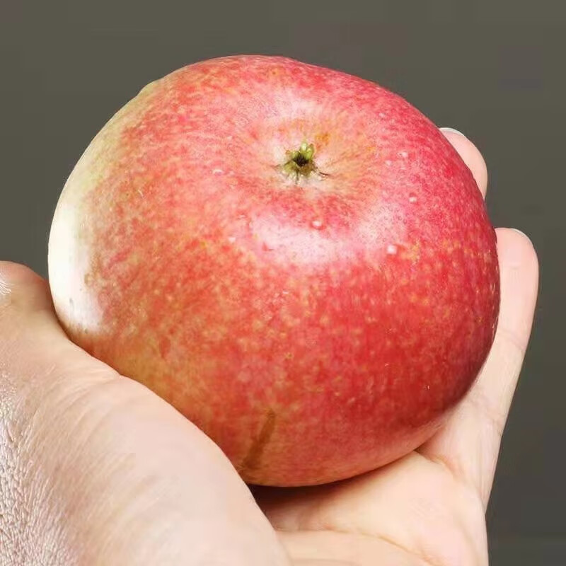 东北国光苹果带箱10斤装 新鲜应当季时令小甜萍笨苹果东北特产水果 5