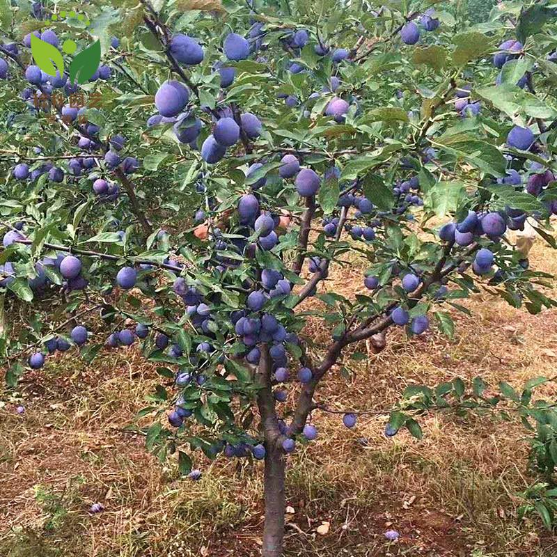 李子苗嫁接李子树苗盆栽地栽南北方种植李子树果树苗秋姬李2年苗5颗装