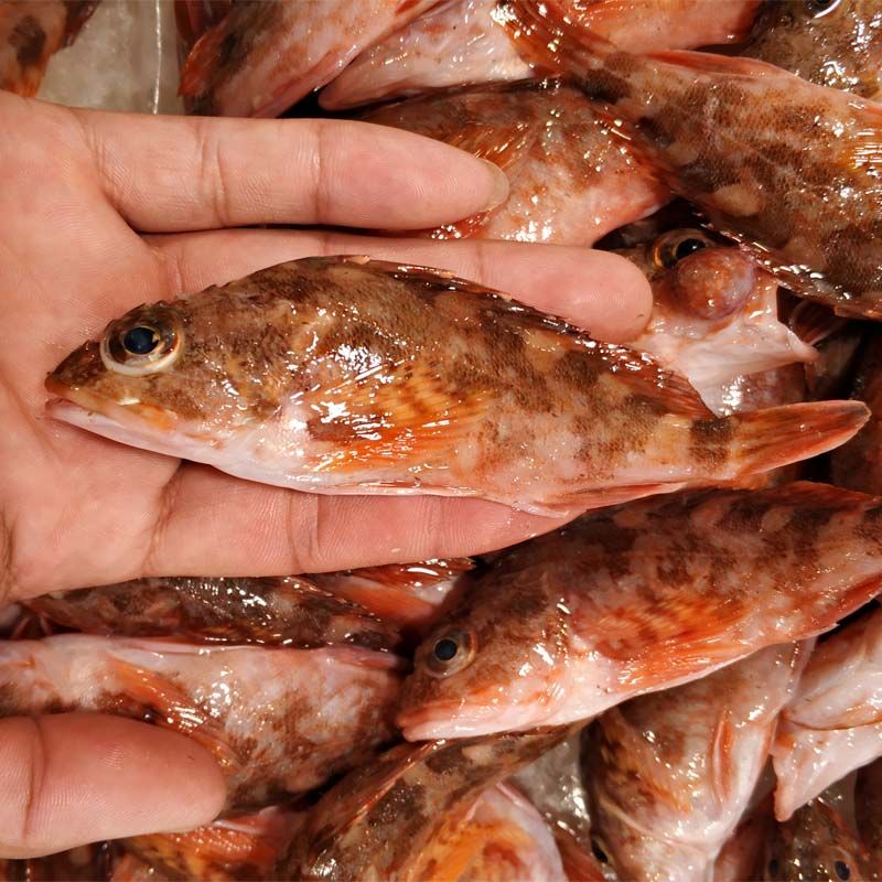 顺丰直达虎头鱼新鲜石九公老虎斑红石斑石头鲈石翁鱼海钓石狗公鲜活