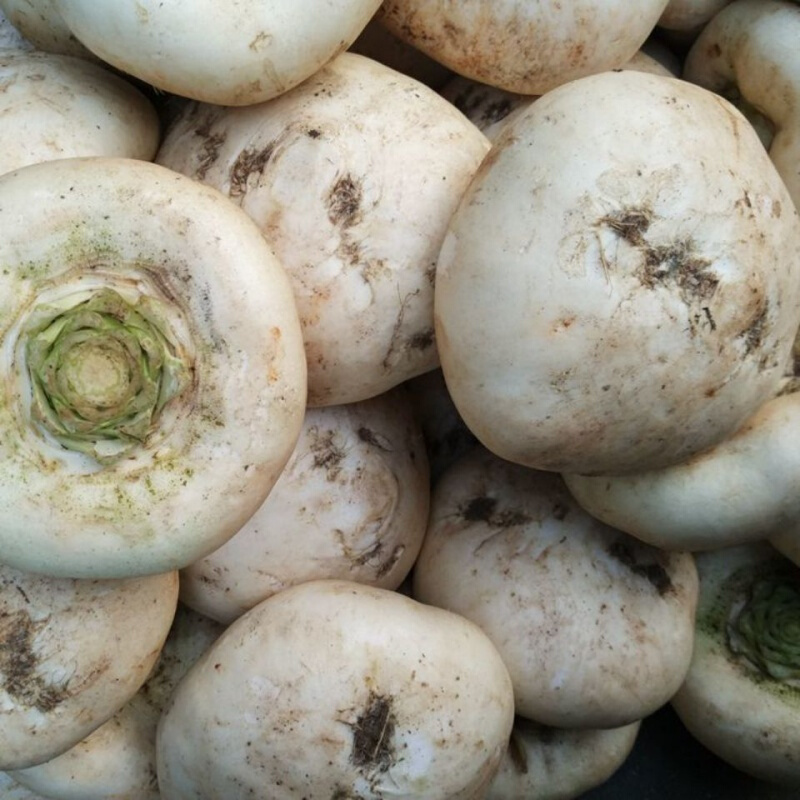 5斤装江西永丰特产菜基农家新鲜盘菜扁萝卜饭店酒店食材