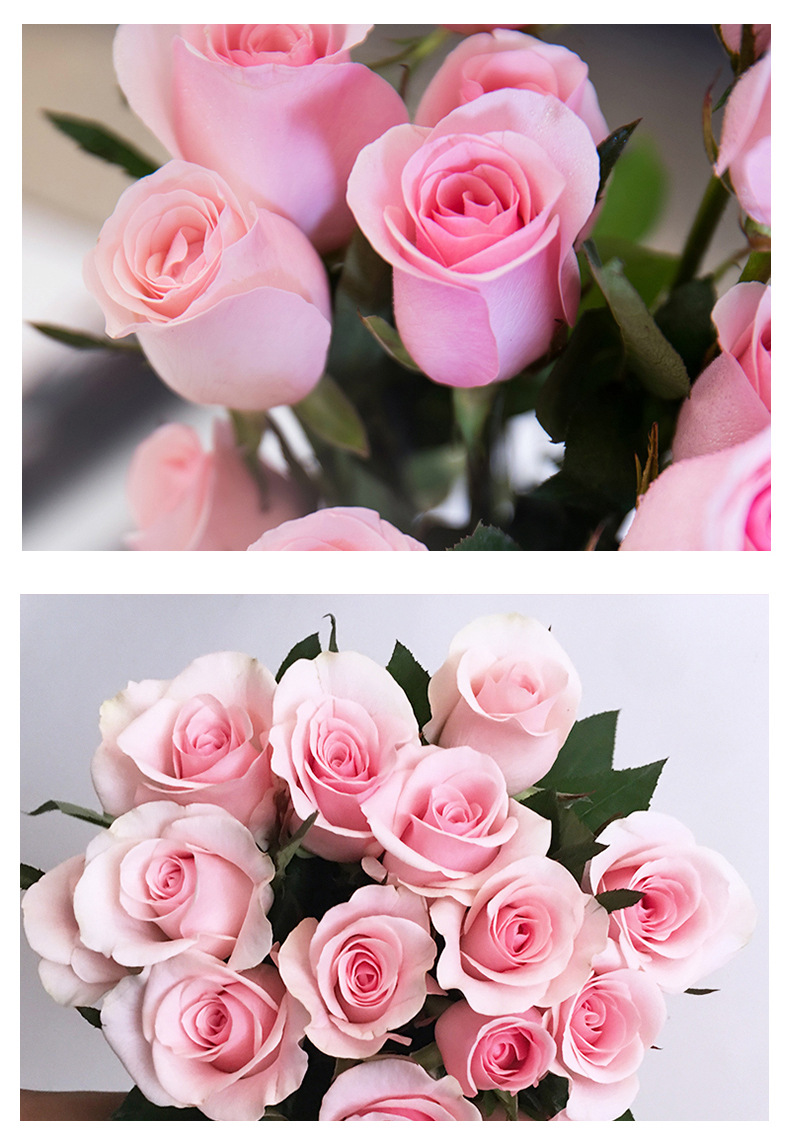 【粉佳人玫瑰花苗】粉白大花浓香月季花卉观花绿植物室内阳台盆栽