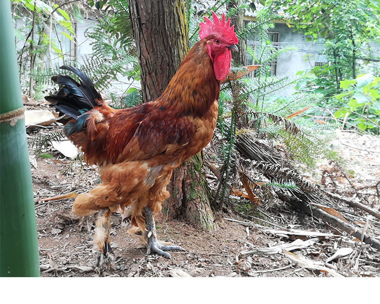 土鸡苗高脚鸡半大鸡毛脚鸡崖鹰鸡苗活体批发土鸡岩鹰鸡活体脱温鸡大种