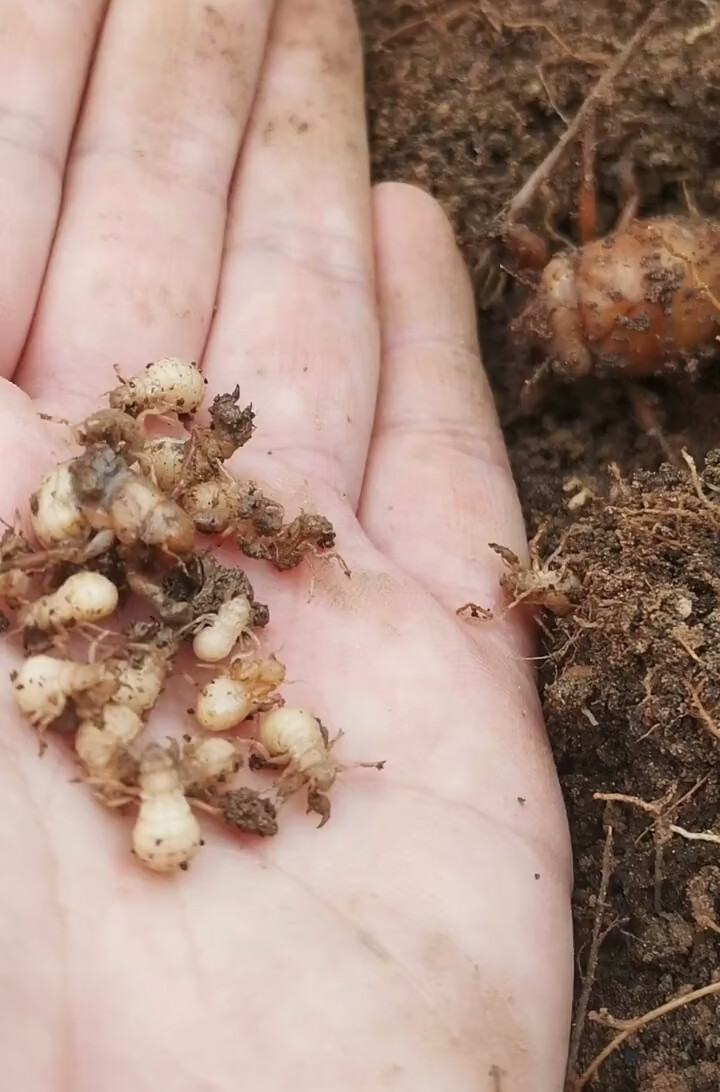 金蝉种苗活体幼苗知了猴苗爬叉猴种子蝉卵枝孵化养殖技术 金蝉苗3克