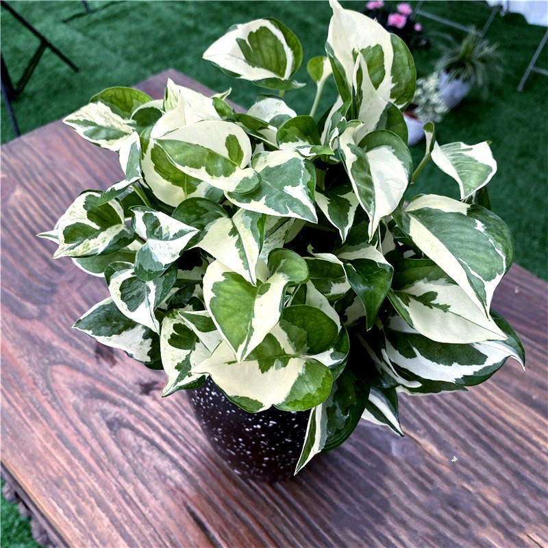 稀有白金绿萝白金葛雪花葛黄金葛花叶绿萝室内常绿观叶白金葛绿萝小盆
