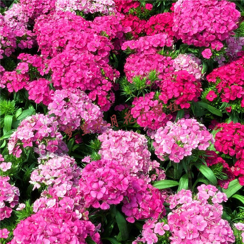 科罗娜大花石竹红色白边 原盆原土【图片 价格 品牌 报价】-京东