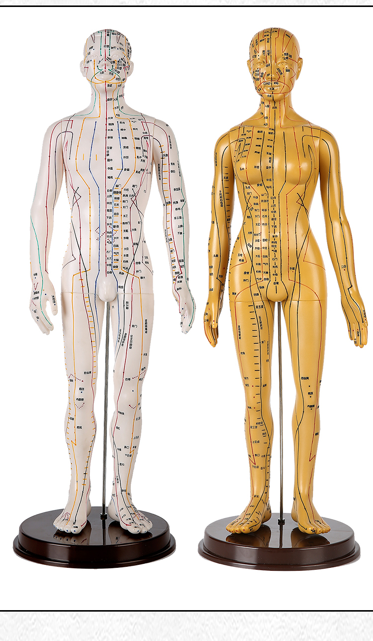 jd健康针灸穴位人体模型中医男女全身经络小铜人可扎针灸人模小人图
