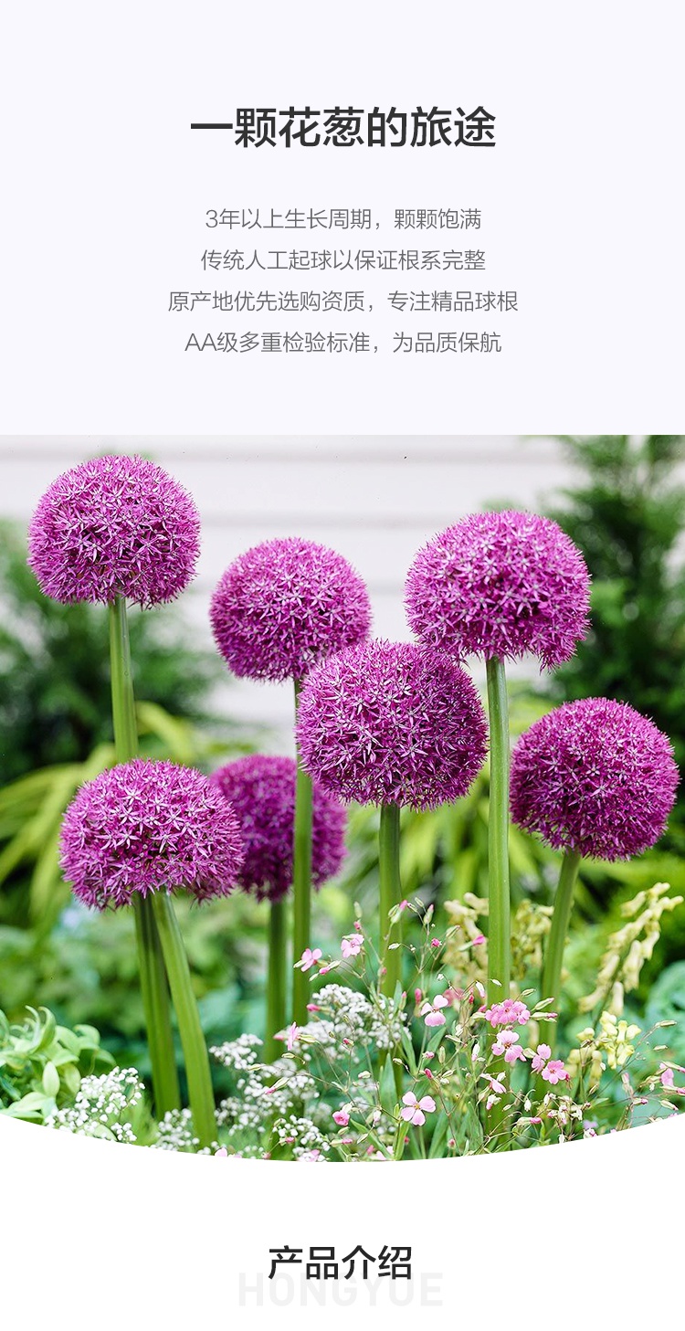 进口大花葱种球盆栽花卉植物庭院地栽花种球多年生根茎当年开花彗星