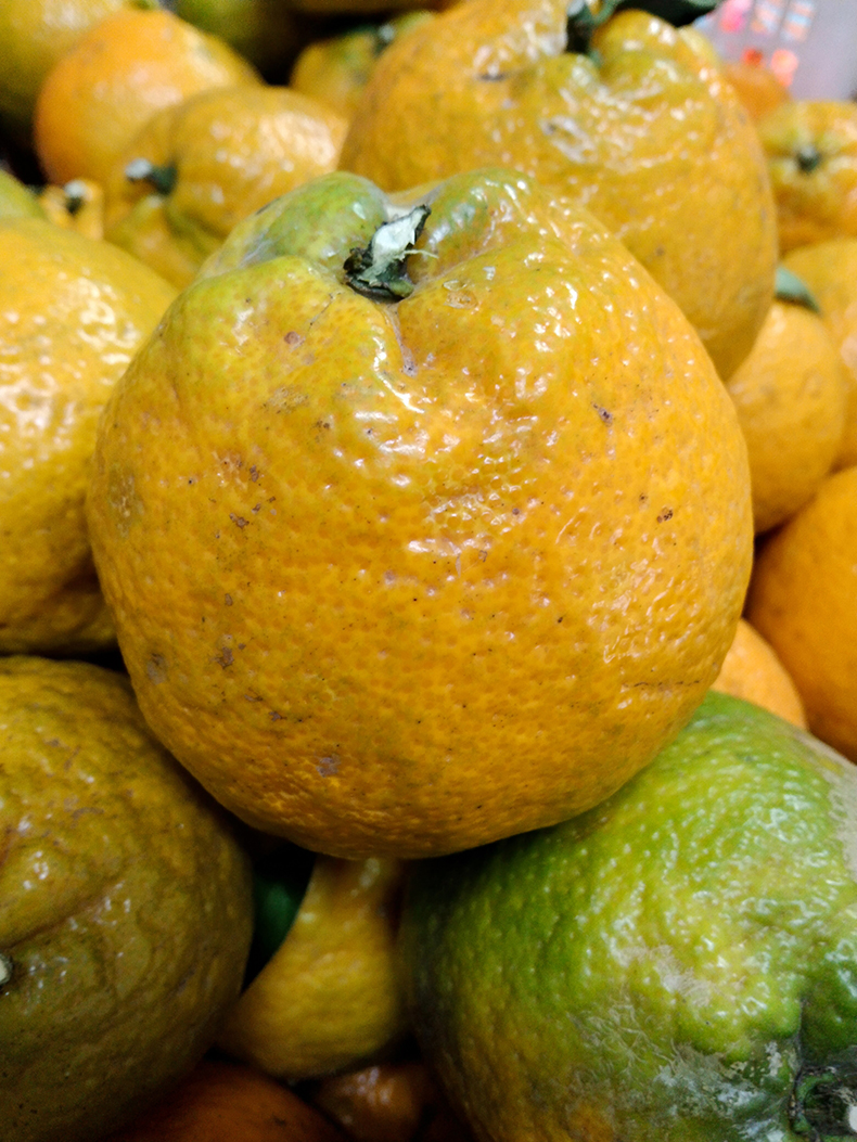 温州瓯柑5斤特产苦桔子苦柑农家应季新鲜水果橙瓯柑10沃瓯柑5斤小果1