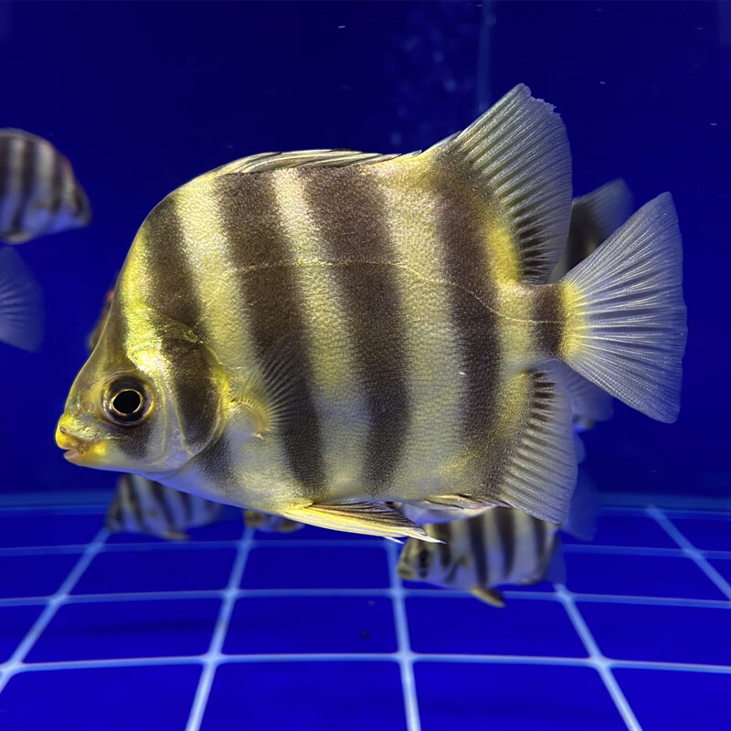 精品非洲金鼓鱼金古鱼高端中层配鱼长明四纹虎龙鱼淡水热带观赏鱼采缇