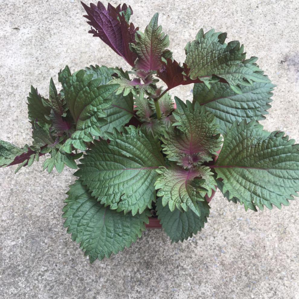 紫苏苗带根土香薄荷九层塔罗勒简单易活 薄荷/简易2盆 不含盆【图片