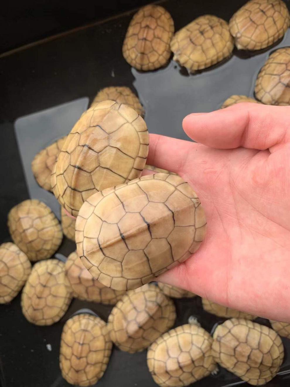 kjhgf小青苗正宗皖南种小青苗黄金龟小青宠物观赏龟小乌龟 家庭装三只