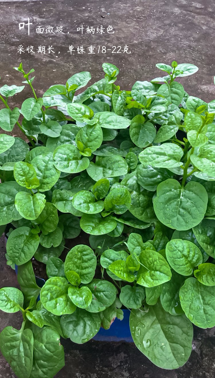 农之子大叶木耳菜种子菜籽苗蔬菜农之子大叶木耳菜种子250g装叶厚耐